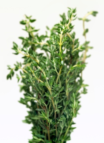 thyme2.jpg